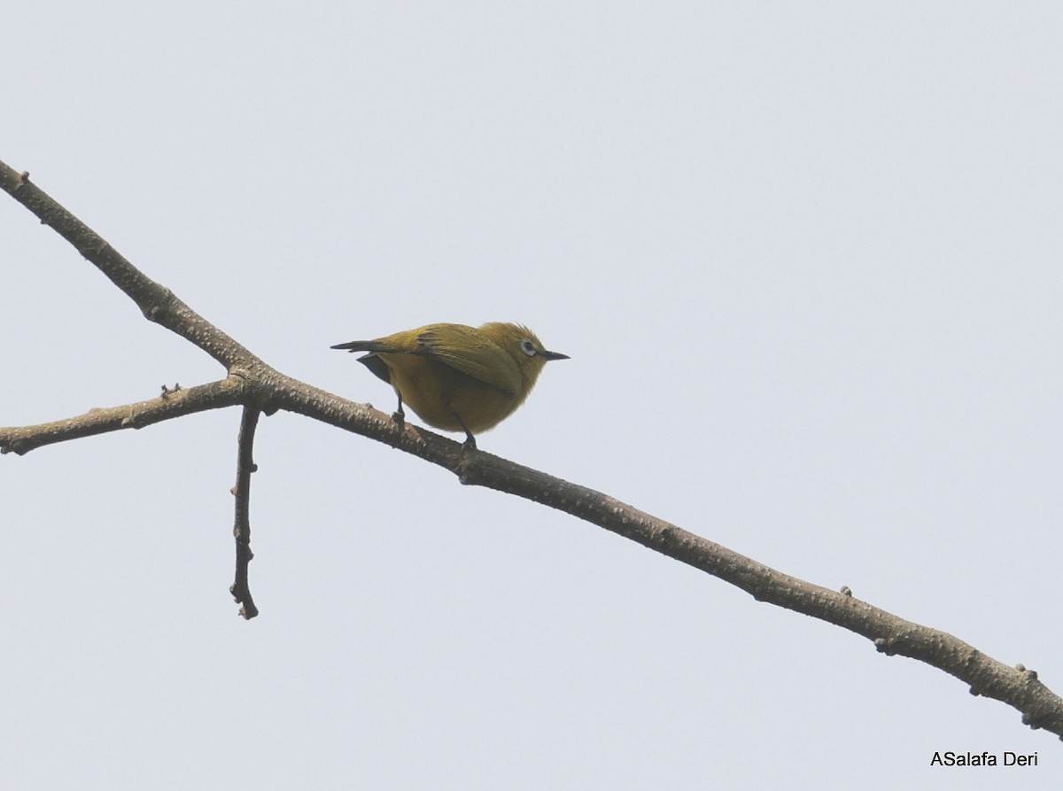 Angola White-eye - ML643183456