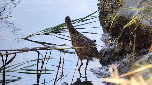 Ridgway's Rail - ML643183457
