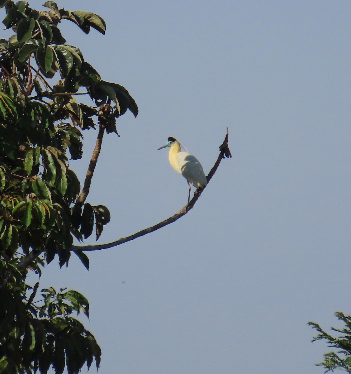 Capped Heron - ML643183460