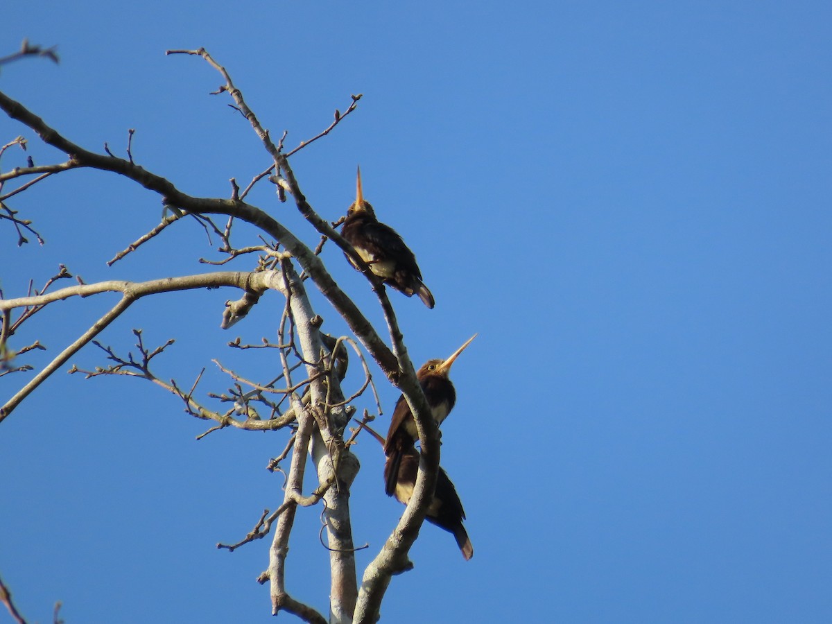 Brown Jacamar - ML643183477