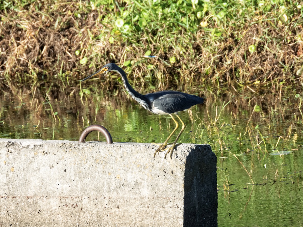 Tricolored Heron - ML643183481
