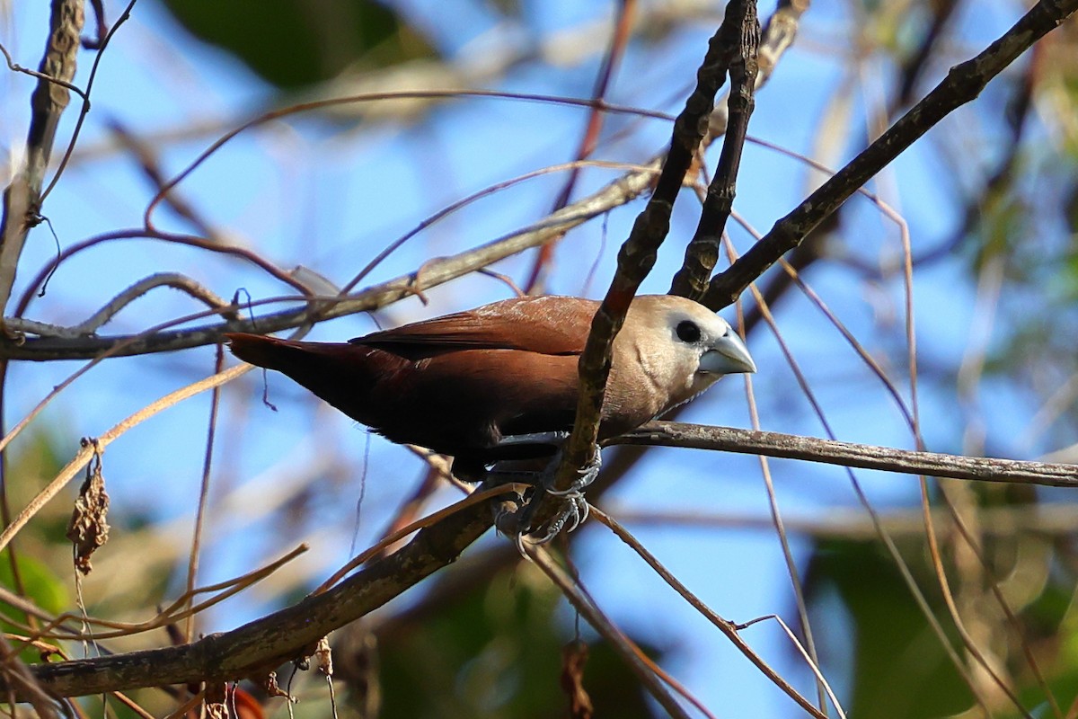 White-headed Munia - ML643183484