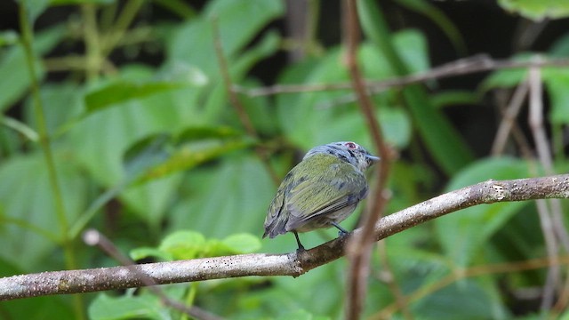 Manakin à tête blanche (pipra) - ML643183512