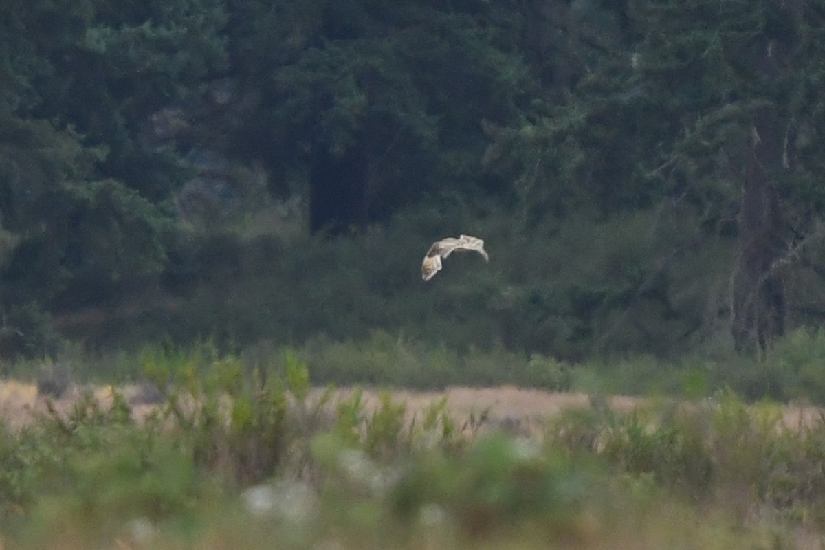 Short-eared Owl - ML643183526