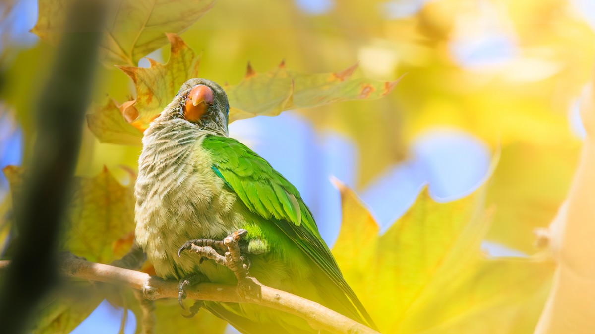 Monk Parakeet - ML643183530