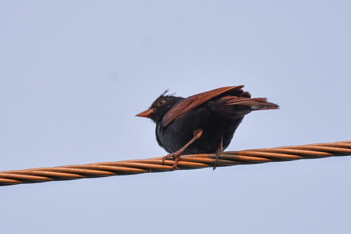 Crested Bunting - ML643183550