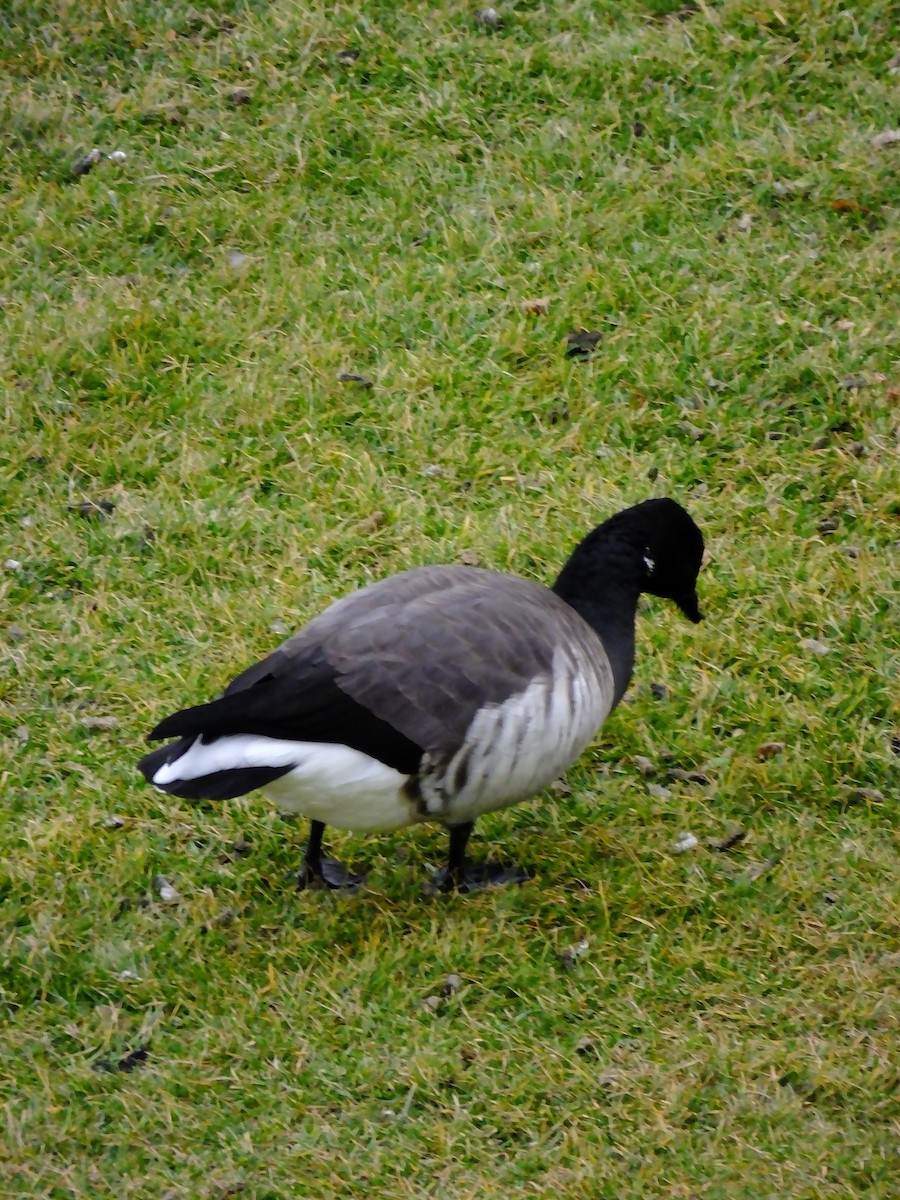 Brant - ML643183565