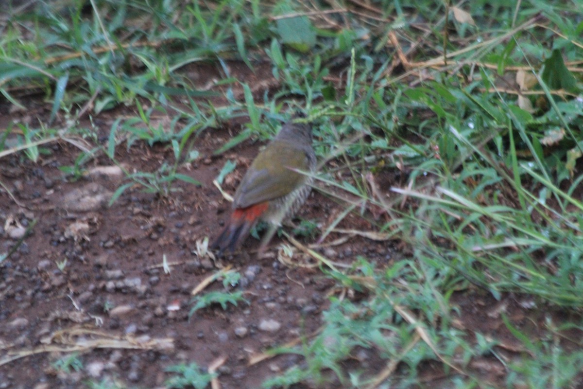 Green-winged Pytilia - ML643183567