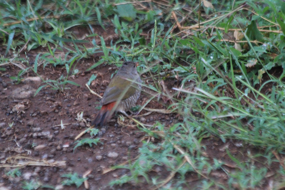 Green-winged Pytilia - ML643183568