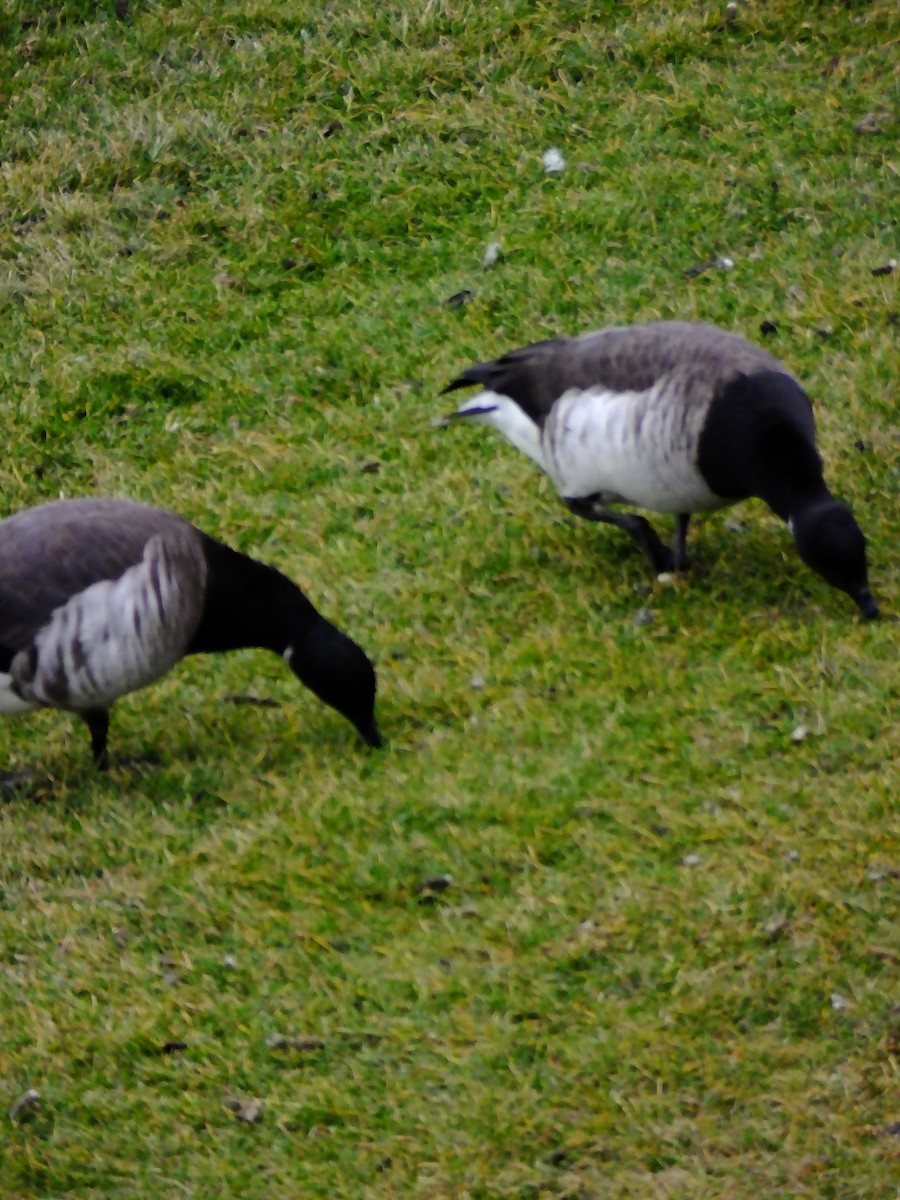 Brant - ML643183569