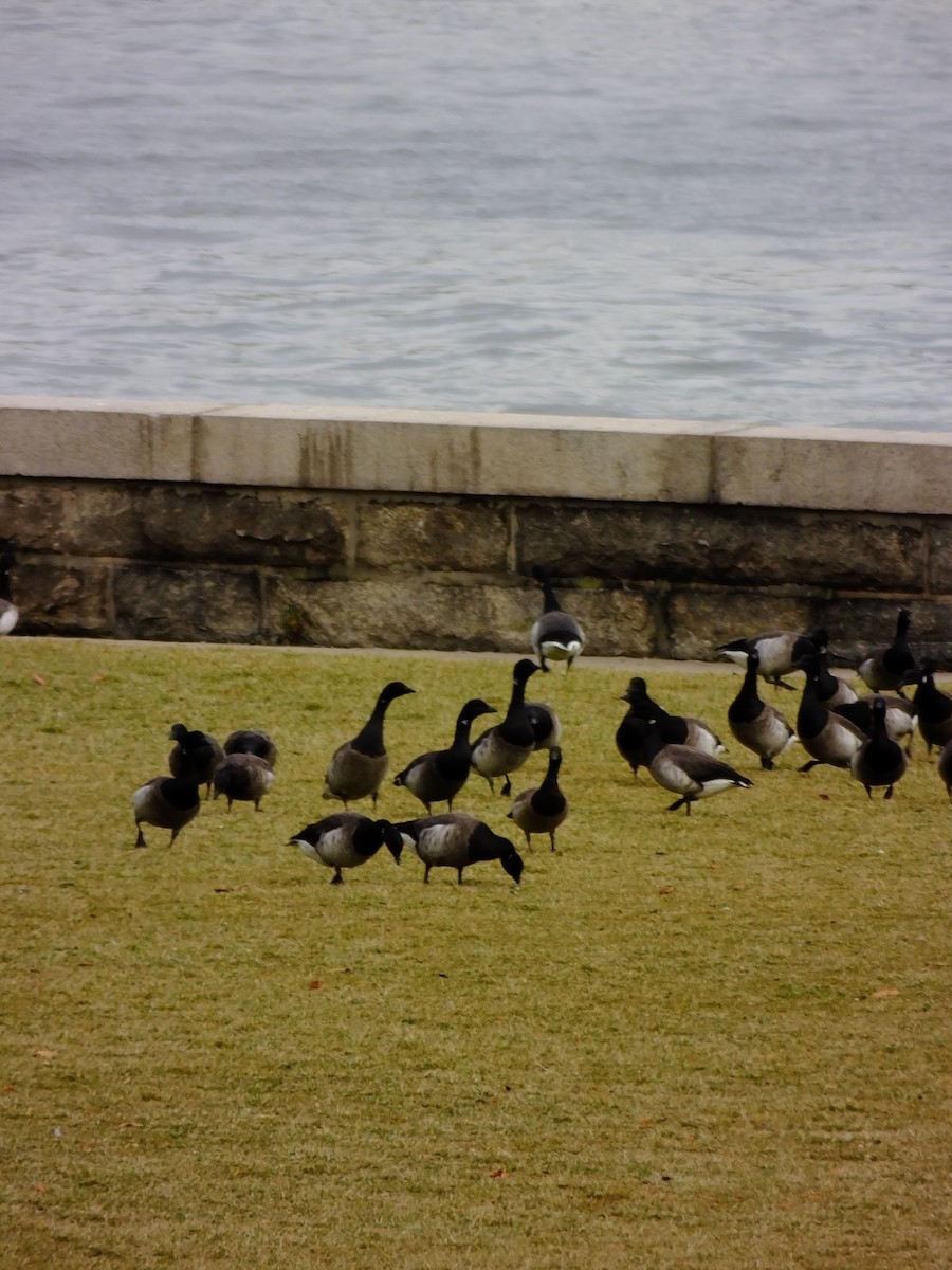 Brant - ML643183595
