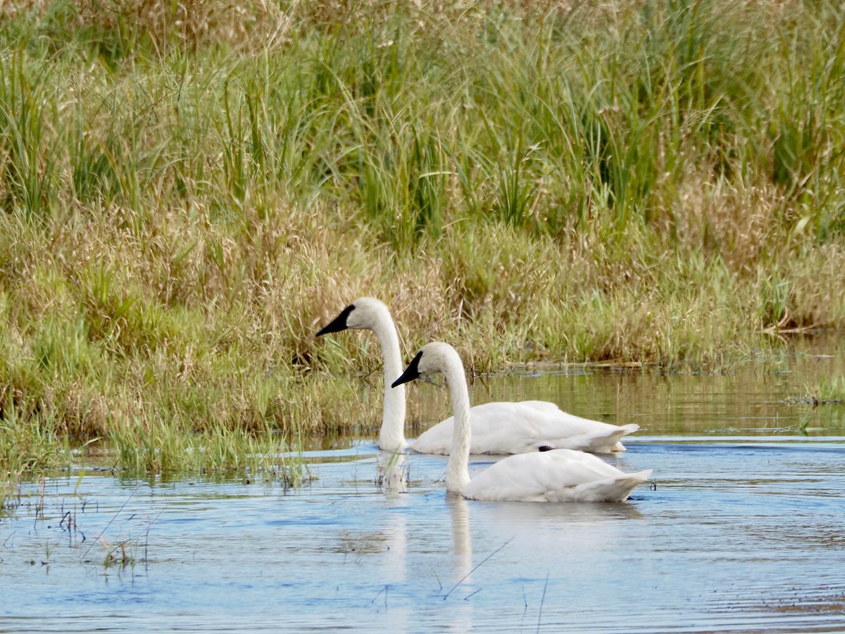 Trumpeter Swan - ML643183607