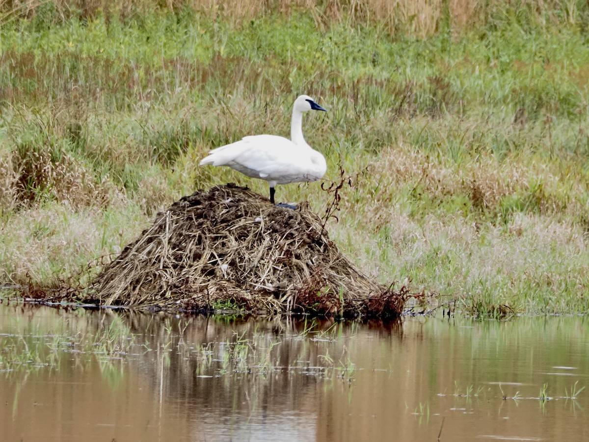 Trumpeter Swan - ML643183609