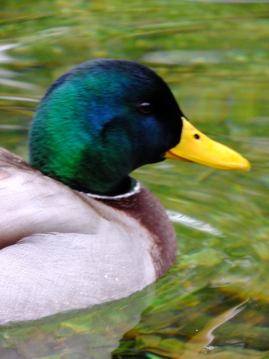 Mallard - ML643183612