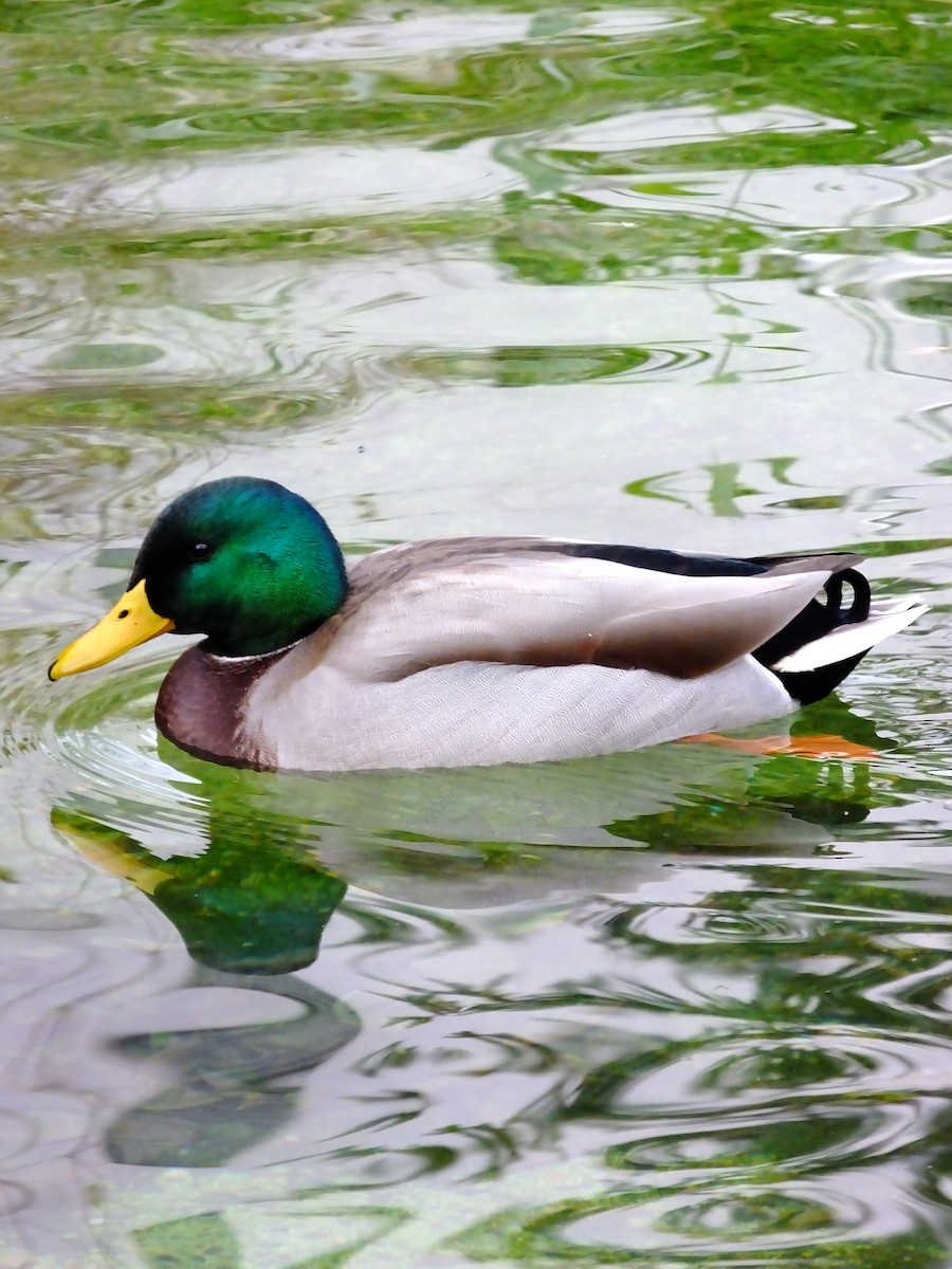 Mallard - ML643183613