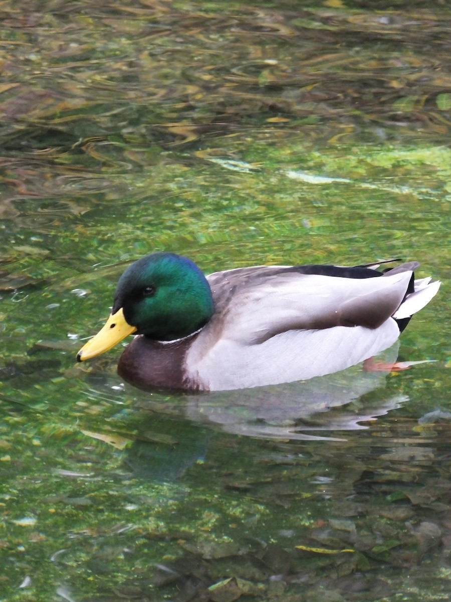 Mallard - ML643183614