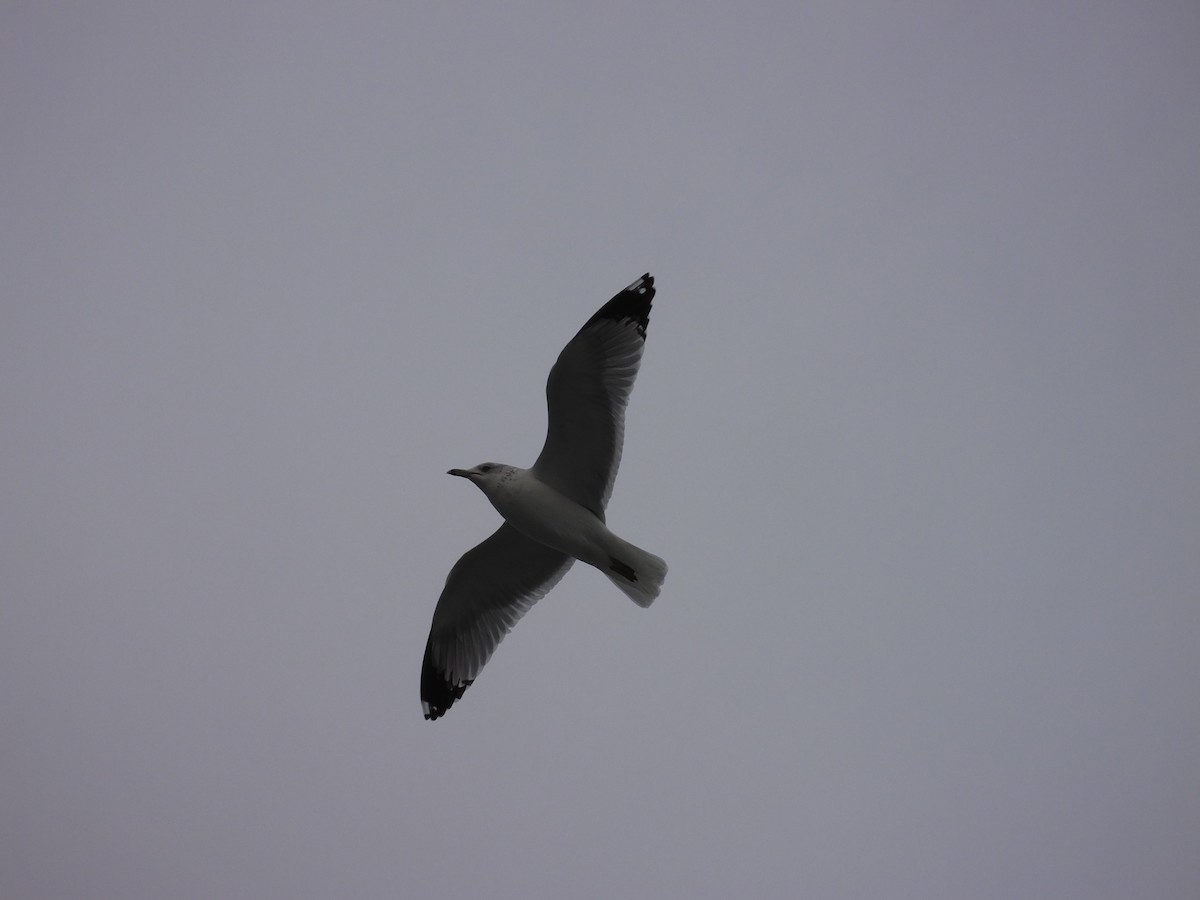 Ring-billed Gull - ML643183631