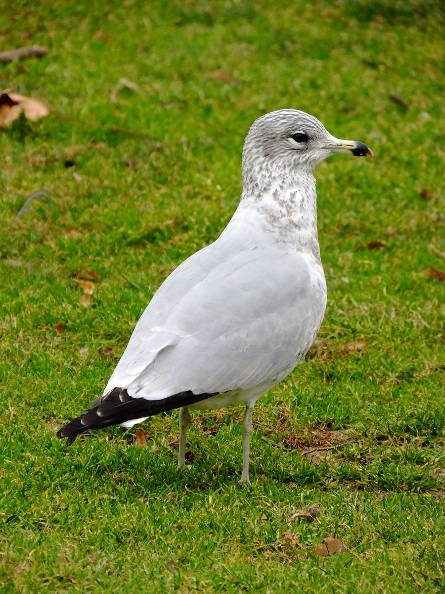Ring-billed Gull - ML643183632