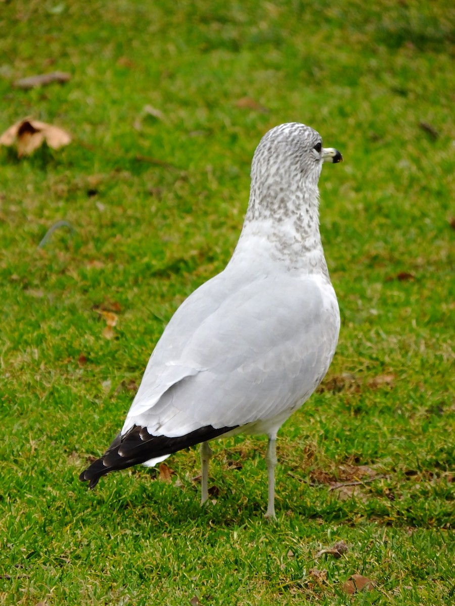 Ring-billed Gull - ML643183633