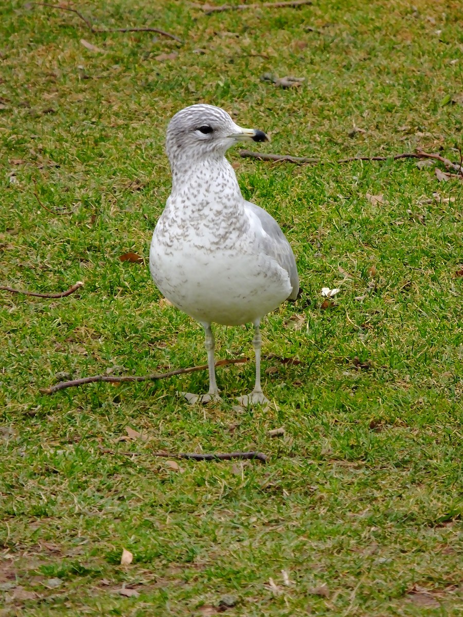 Ring-billed Gull - ML643183634