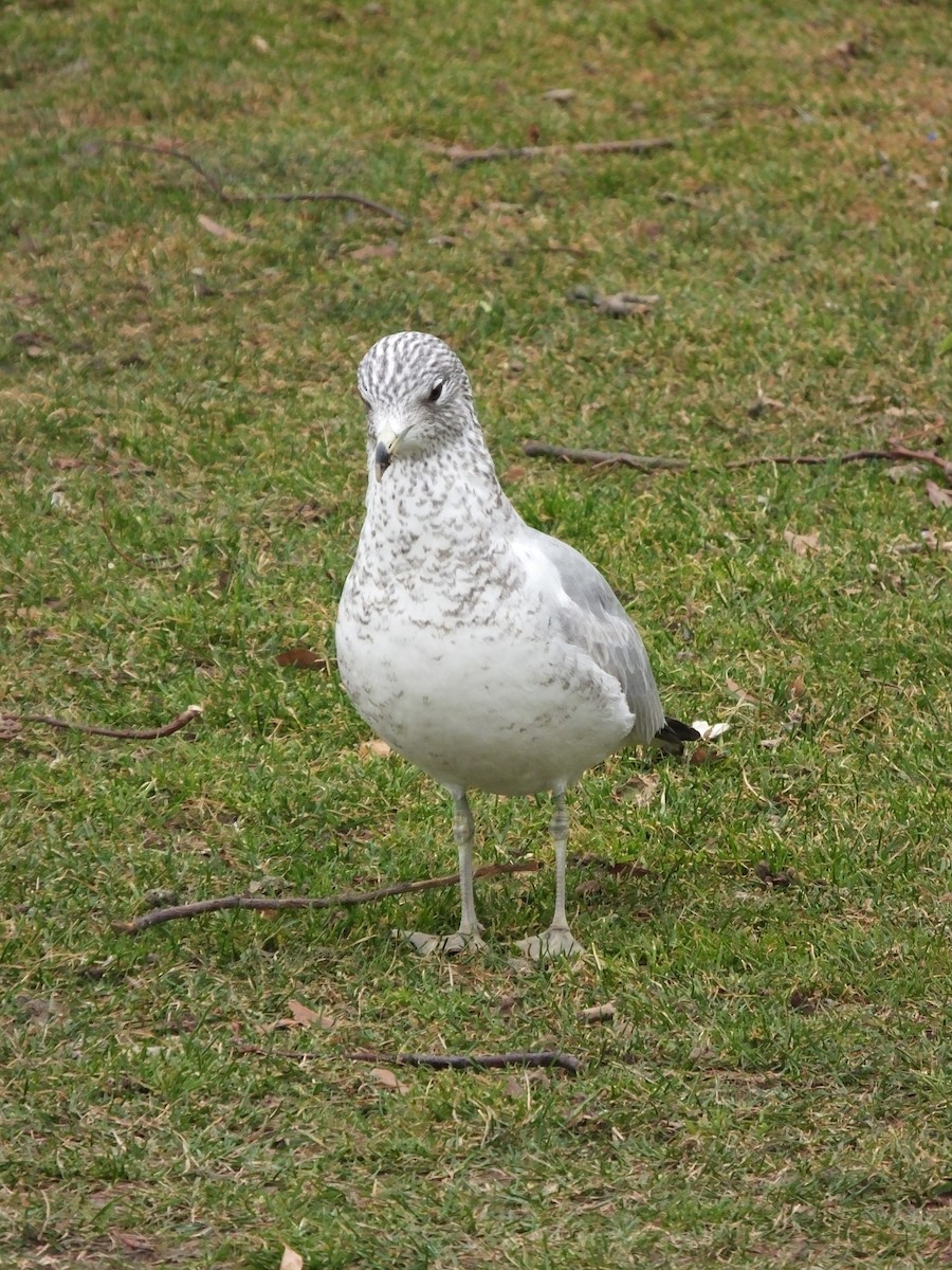 Ring-billed Gull - ML643183636