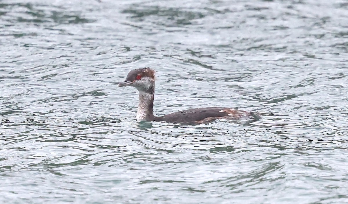 Horned Grebe - ML643183645