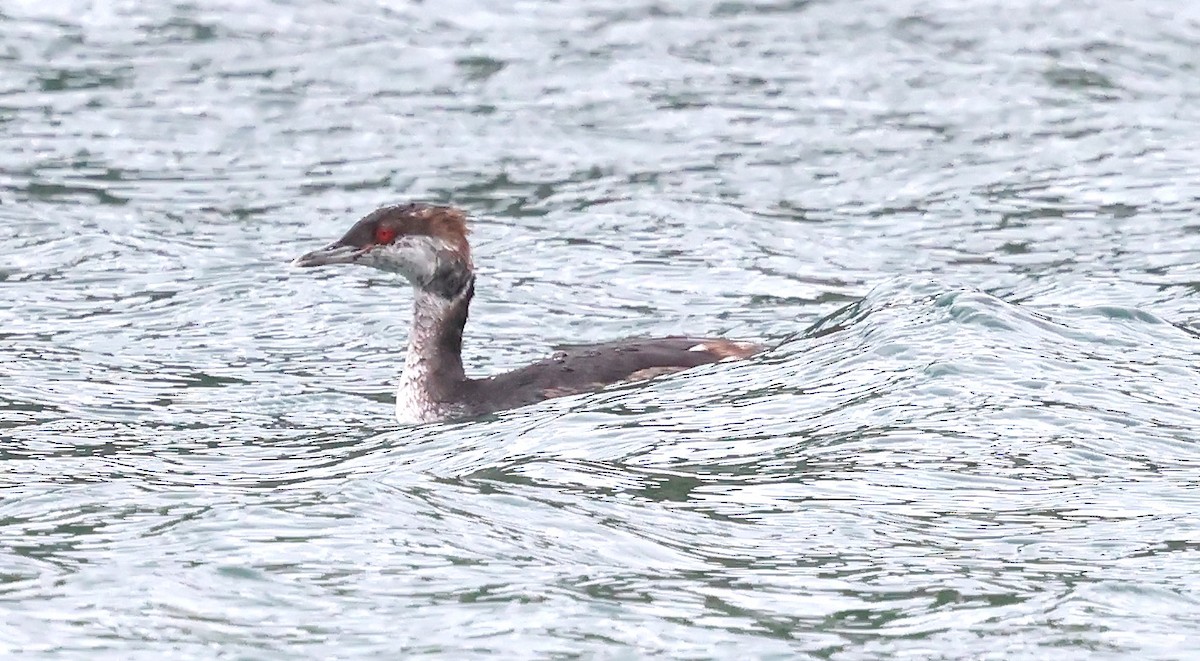 Horned Grebe - ML643183646
