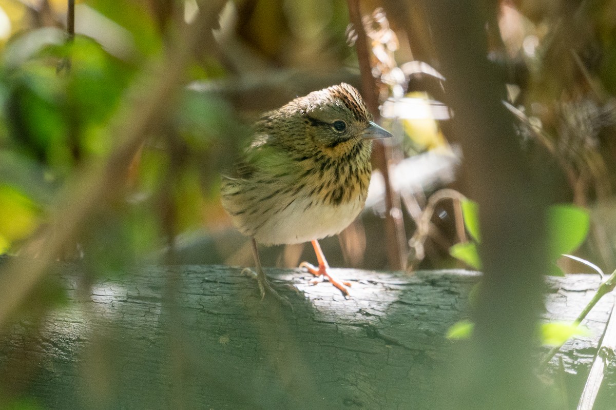 Lincoln's Sparrow - ML643183654