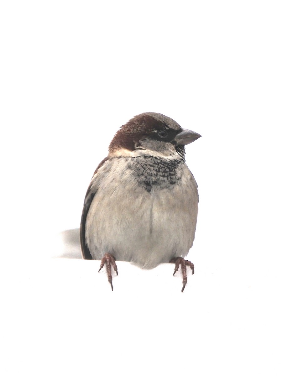 House Sparrow - ML643183657