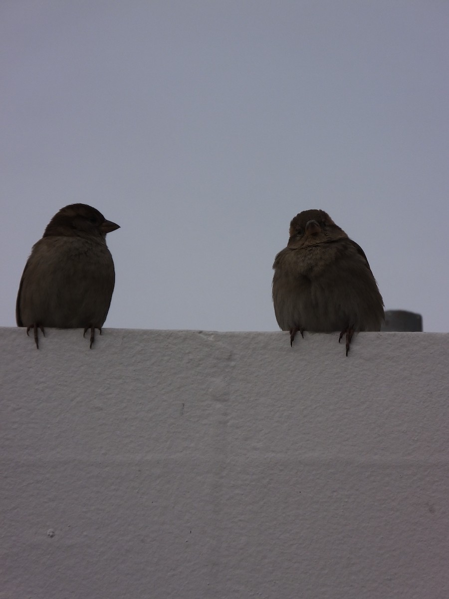 House Sparrow - ML643183659