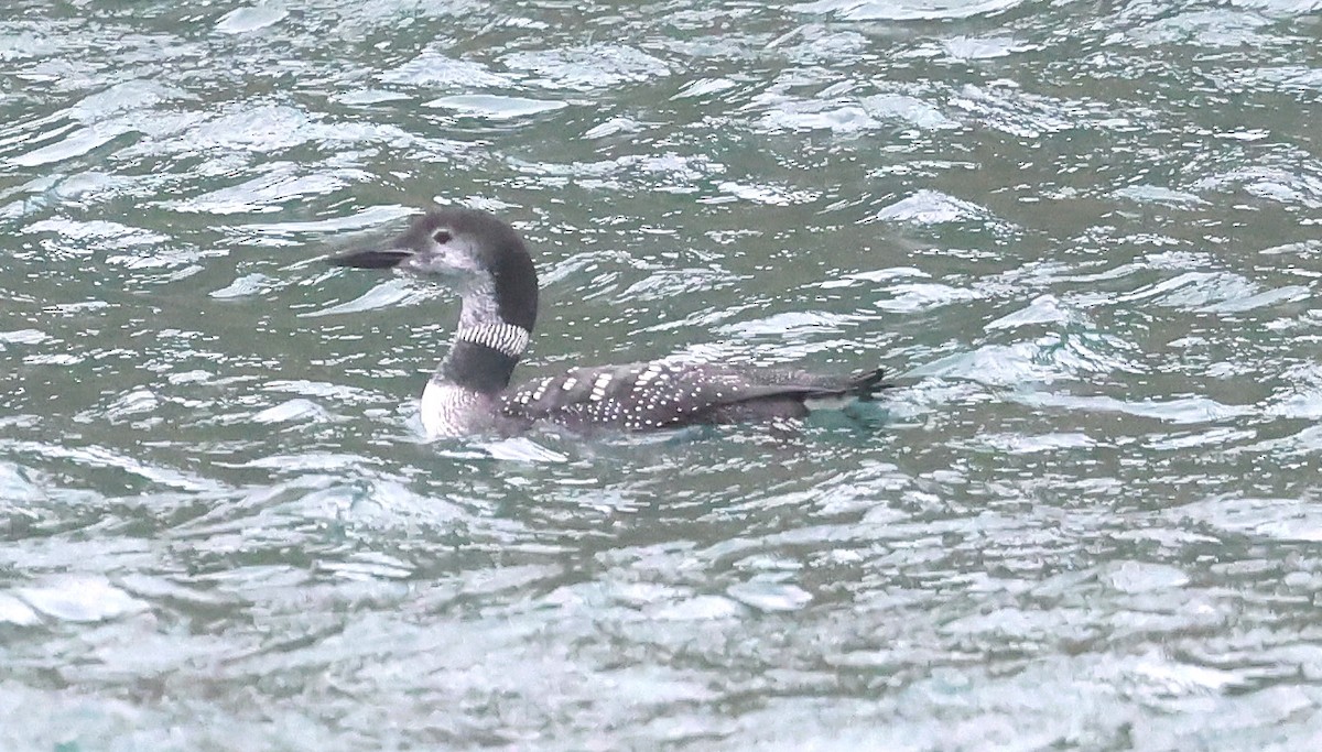 Common Loon - ML643183660