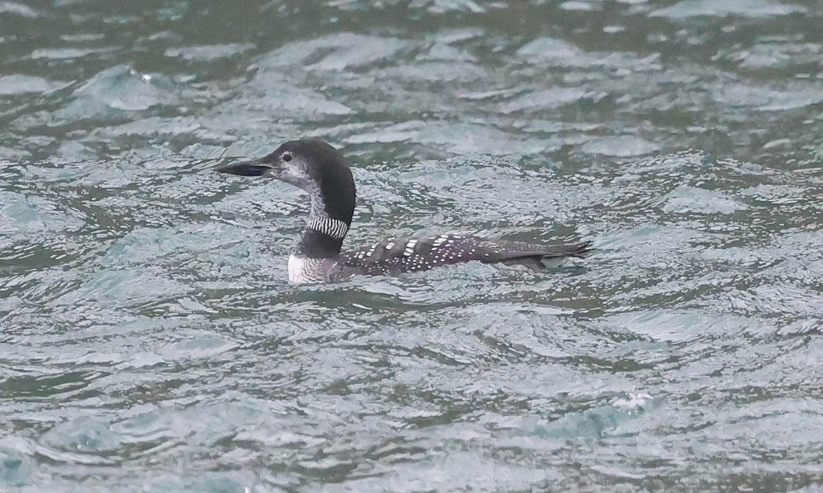 Common Loon - ML643183661
