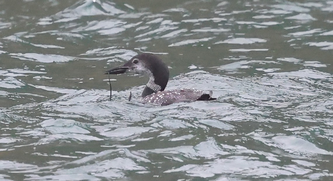 Common Loon - ML643183662