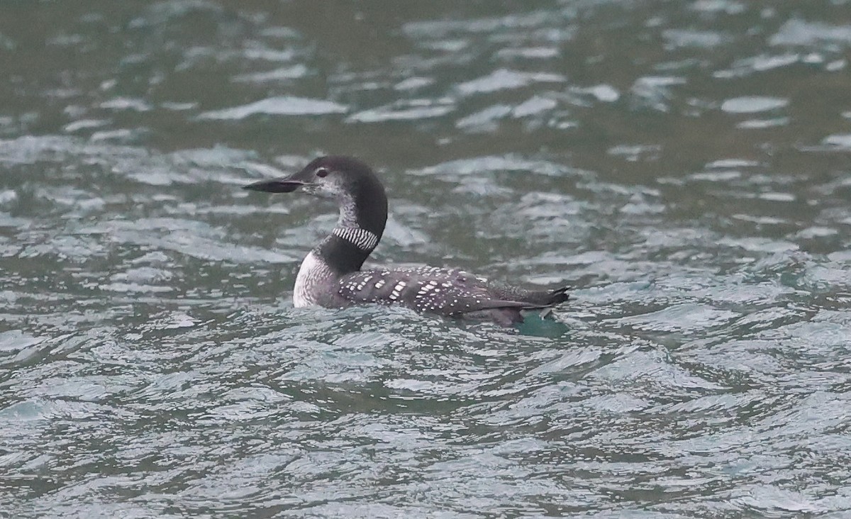 Common Loon - ML643183663