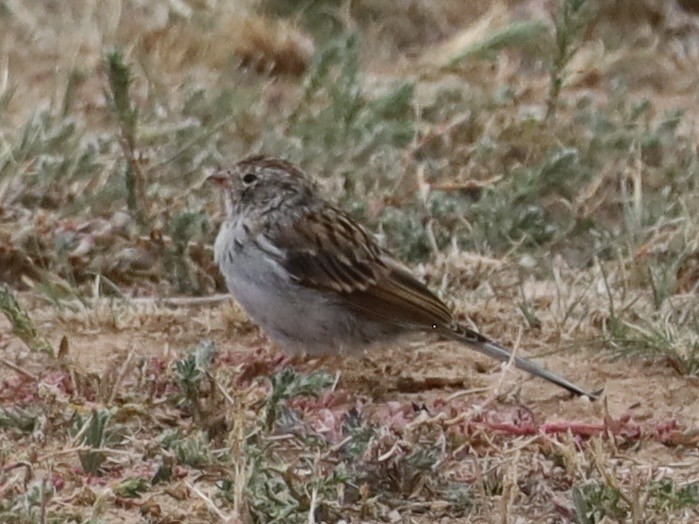 Chipping Sparrow - Mohini and John Rawool-Sullivan/Sullivan