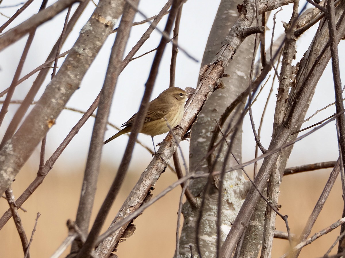 Palm Warbler - ML643183684