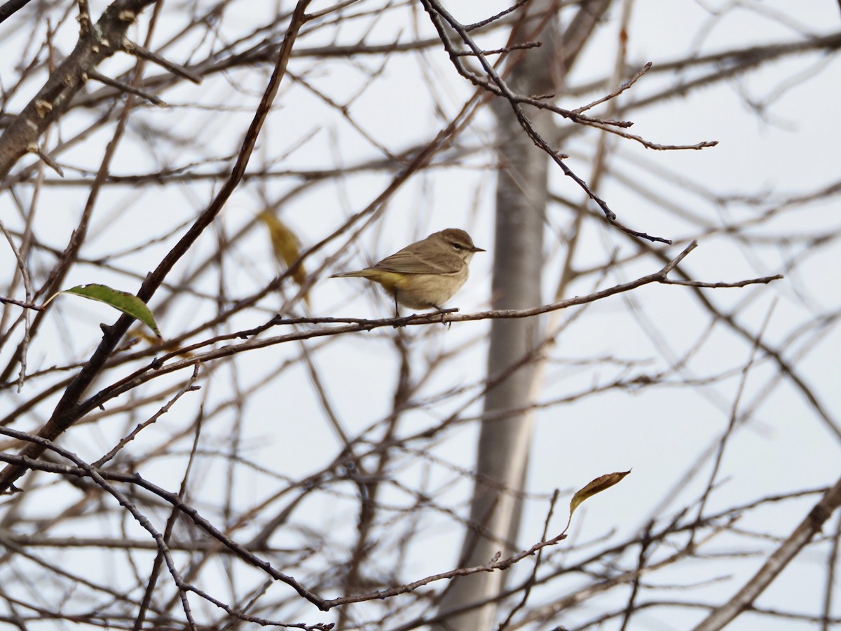 Palm Warbler - ML643183688