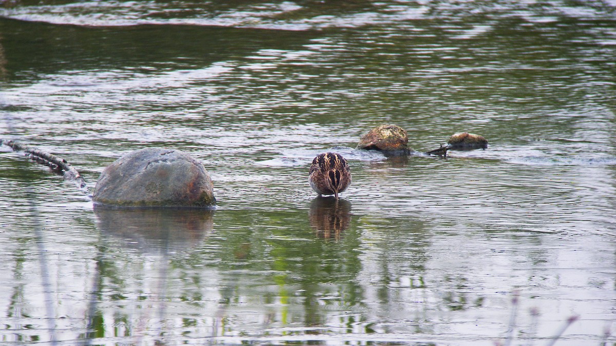 Common Snipe - ML643183702