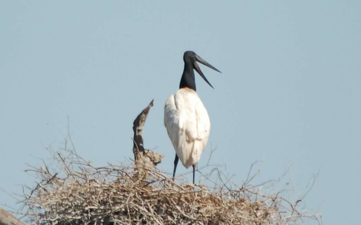 jabirustork - ML643183716