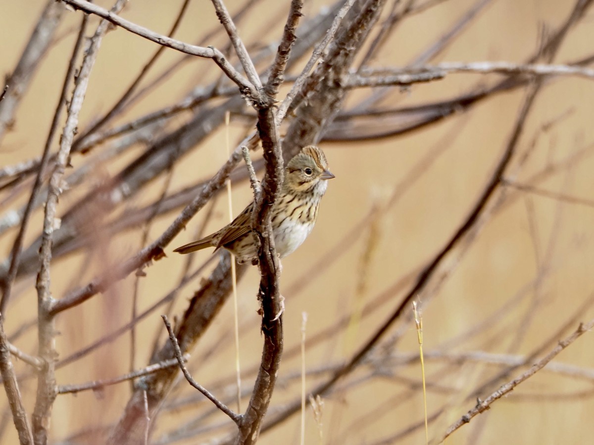 Lincoln's Sparrow - ML643183720