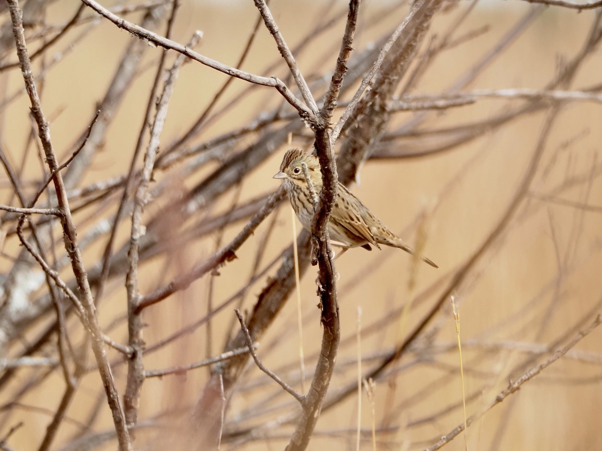 Lincoln's Sparrow - ML643183722