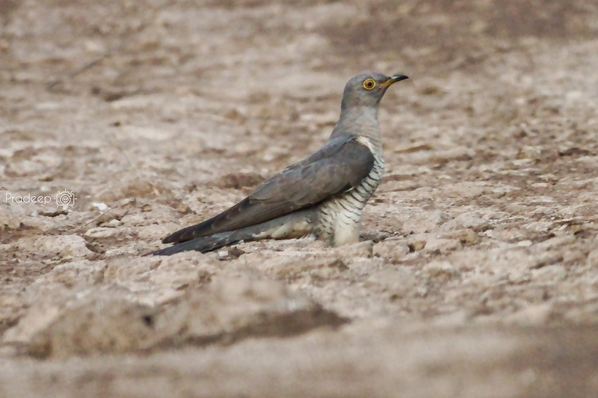 Common Cuckoo - ML643183723