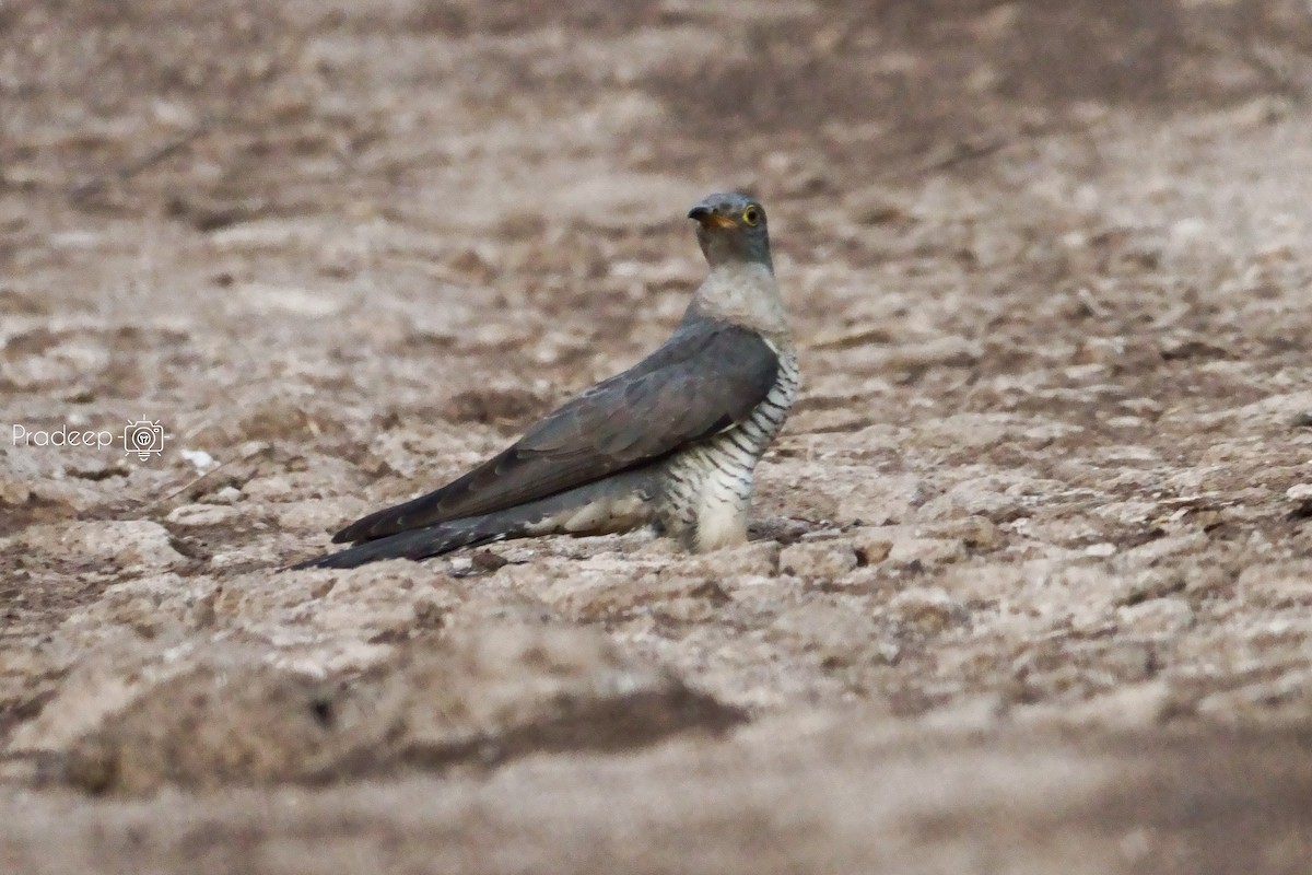 Common Cuckoo - ML643183724