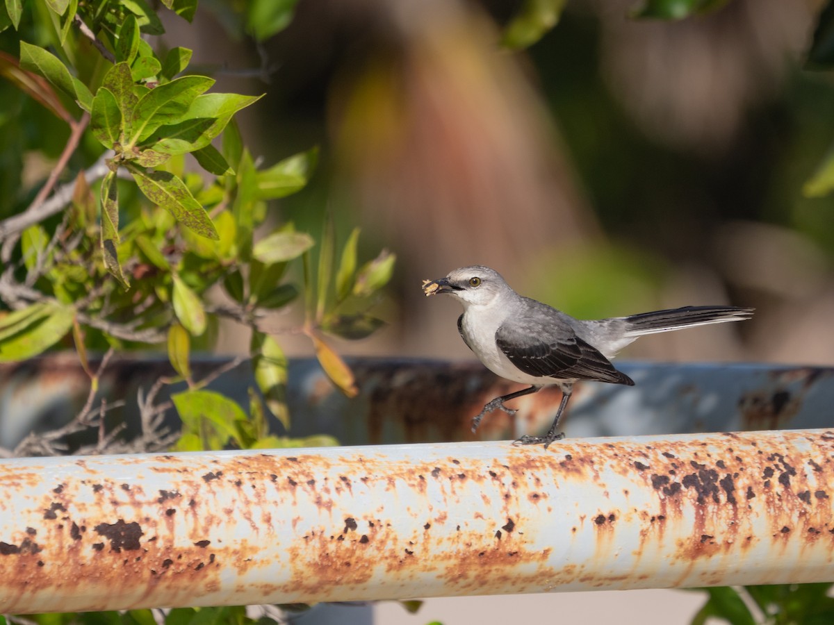 Tropical Mockingbird - ML643183726