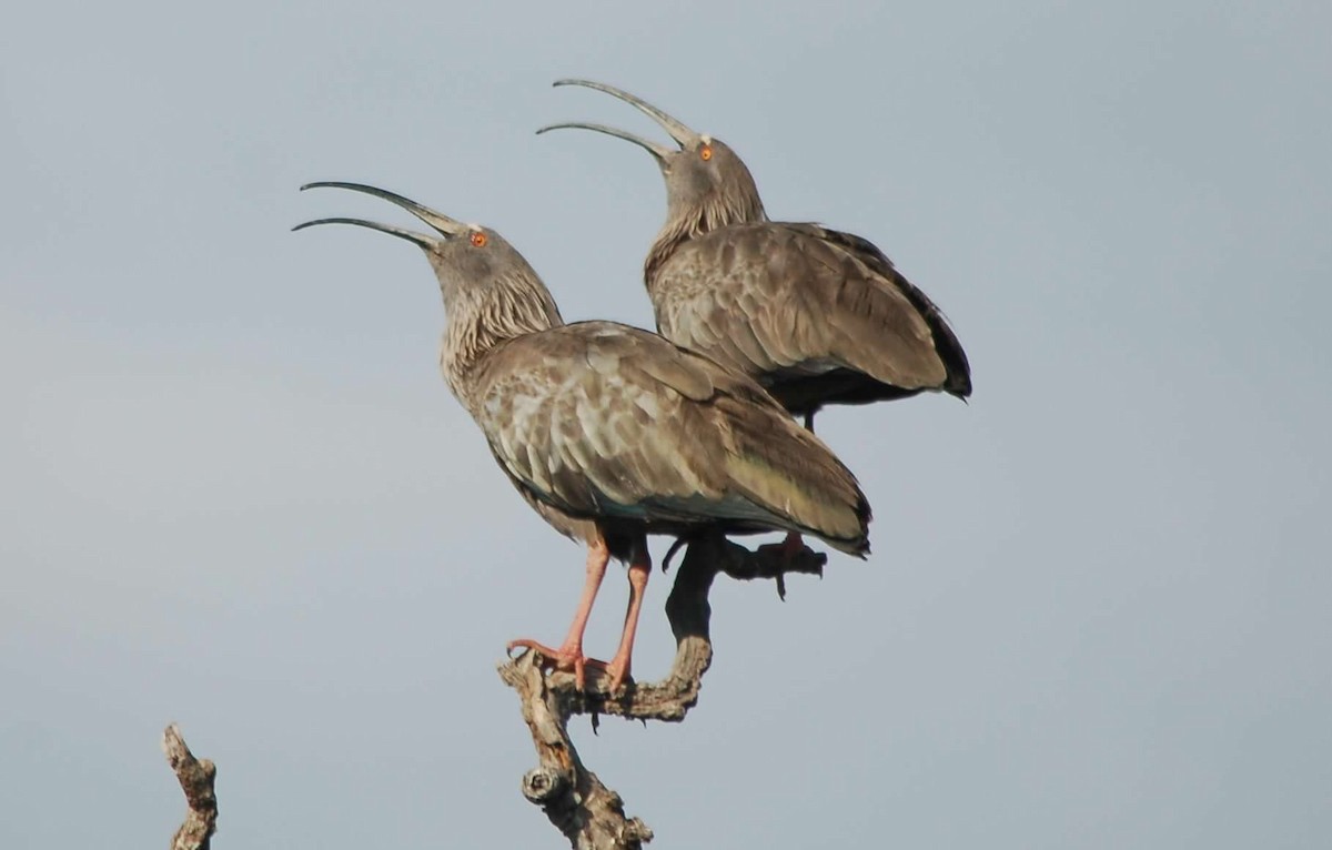 Plumbeous Ibis - ML643183730