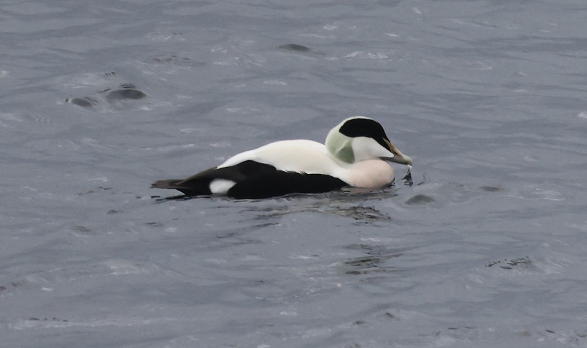 Common Eider - ML643183735