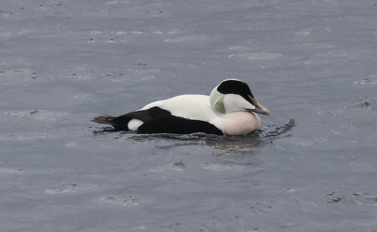 Common Eider - ML643183736