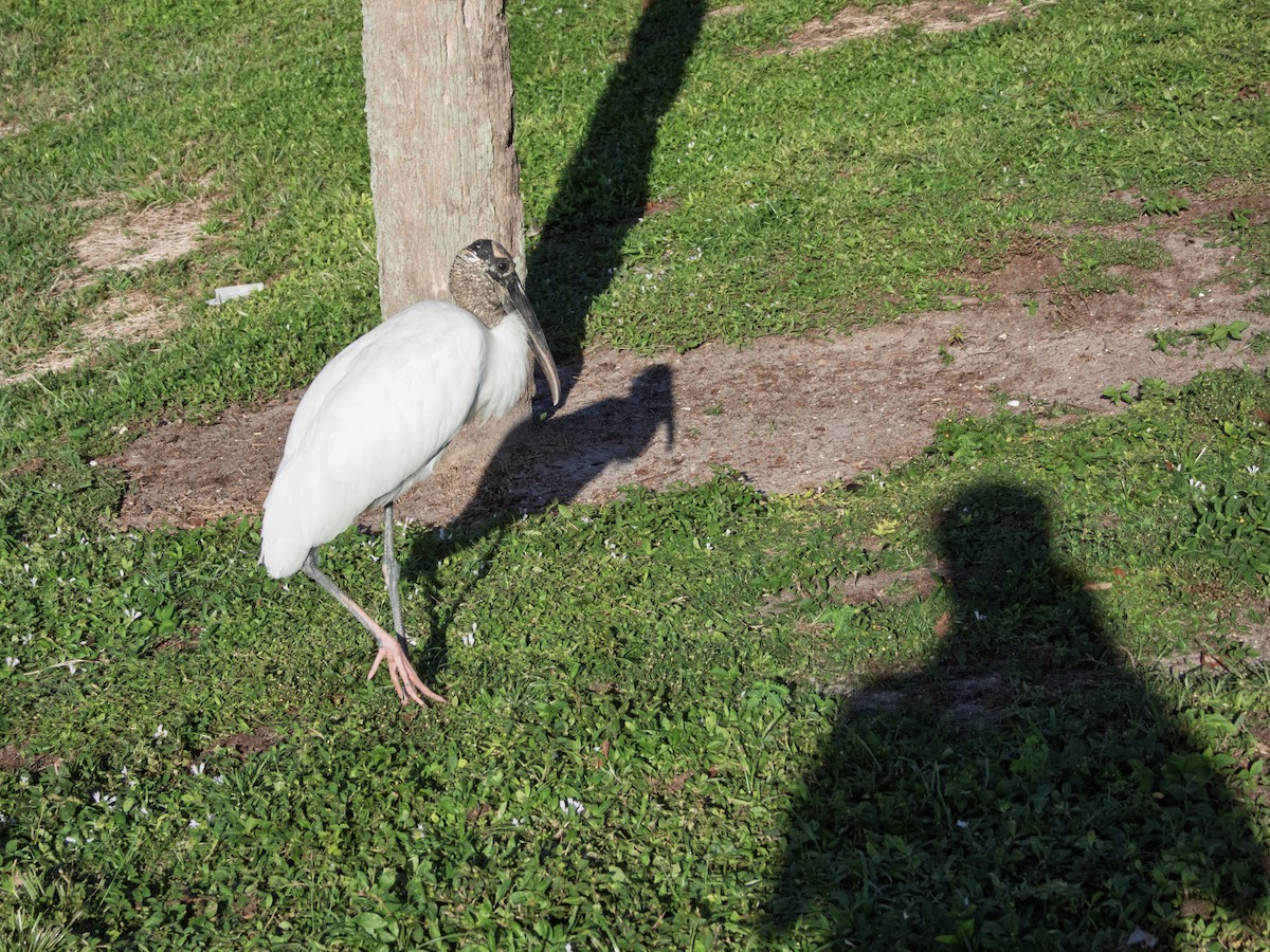 Wood Stork - ML643183743