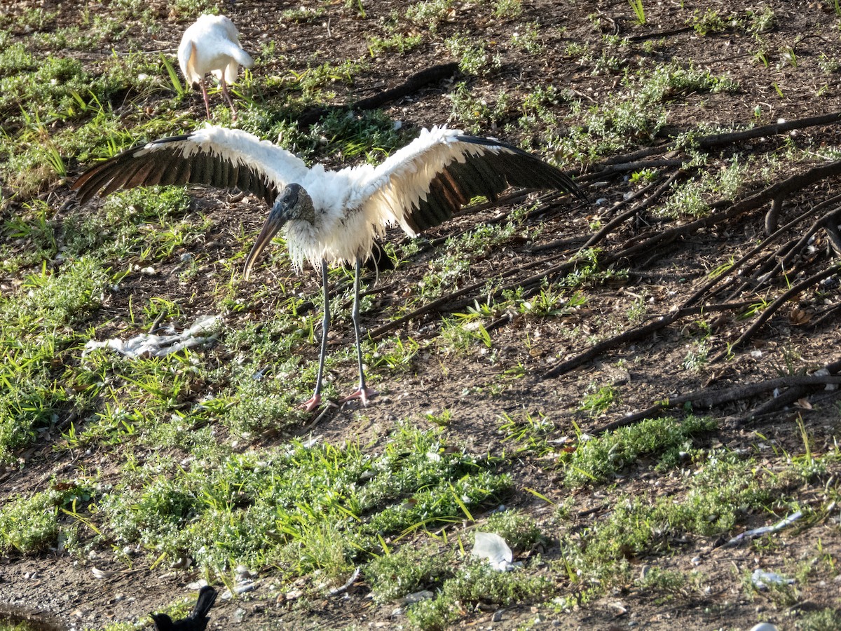 Wood Stork - ML643183744