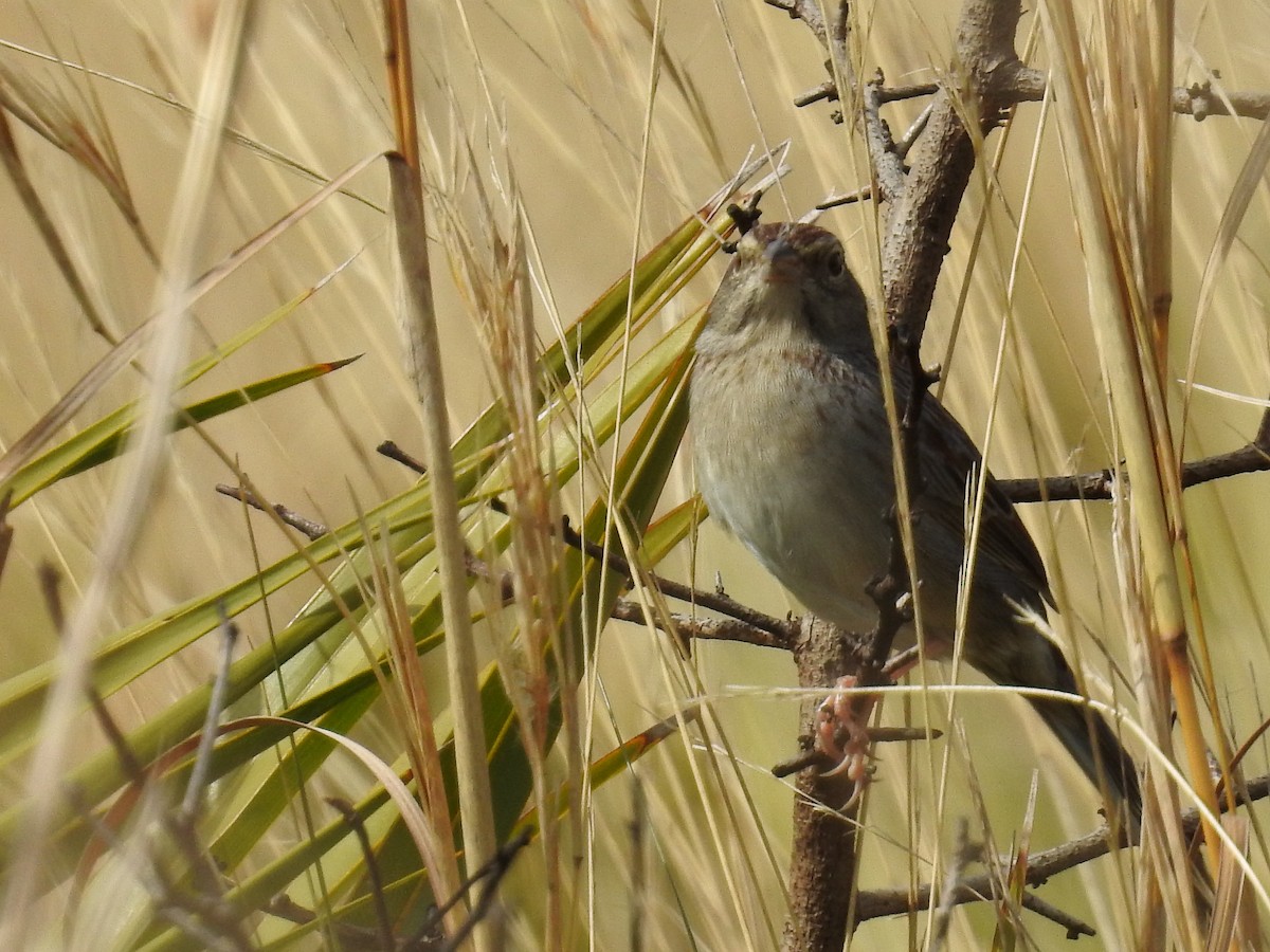 Bachman's Sparrow - ML643183745